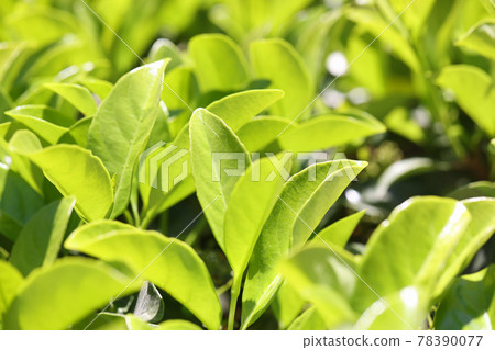 Green leaf of surface on the background Green leaf of surface on the background 78390077