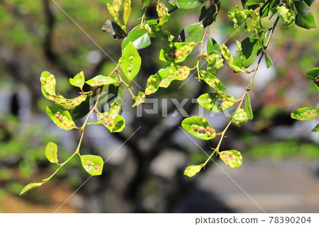 Many galls on the leaves of Distylium racemosum Many galls on the leaves of Distylium racemosum 78390204