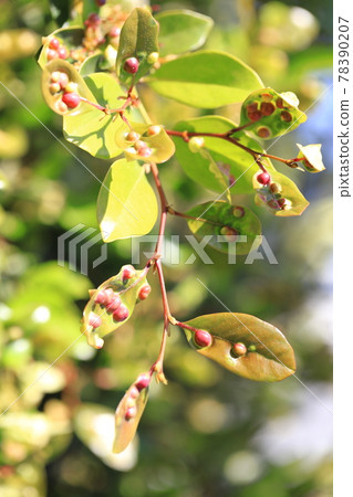 Many galls on the leaves of Distylium racemosum Many galls on the leaves of Distylium racemosum 78390207