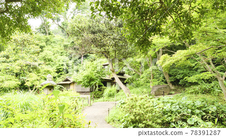 The rainy season at Sankeien, a scenic spot in Naka-ku, Yokohama City, Kanagawa Prefecture The rainy season at Sankeien, a scenic spot in Naka-ku, Yokohama City, Kanagawa Prefecture 78391287