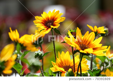 Blooming Helianthus (Latin - Heliantus annuus) Blooming Helianthus (Latin - Heliantus annuus) 78391609