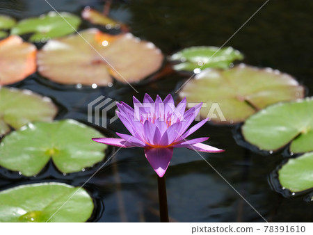 Blooming blue nymphea closeup (Lat. - nymphaea caerulea) Blooming blue nymphea closeup (Lat. - nymphaea caerulea) 78391610