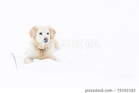 Large labrador retriever dog in winter landscape lies in the snow in snowdrift. Large labrador retriever dog in winter landscape lies in the snow in snowdrift. 78392382