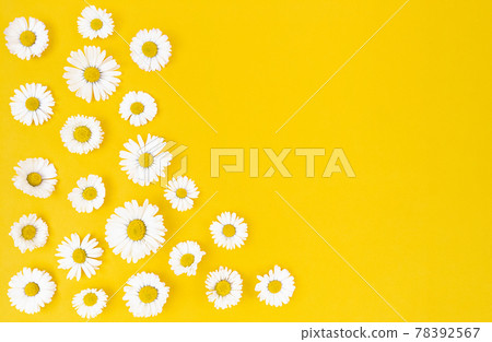 Chamomile flowers on yellow background with copy space. Chamomile flowers on yellow background with copy space. 78392567
