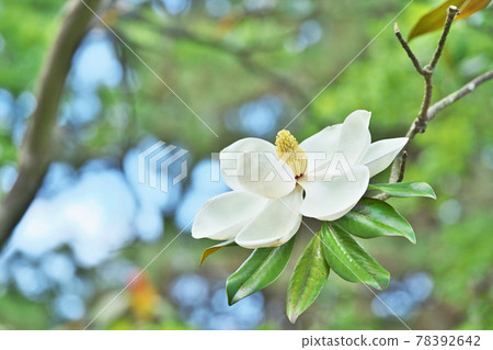 White magnolia flowers in early summer 78392642