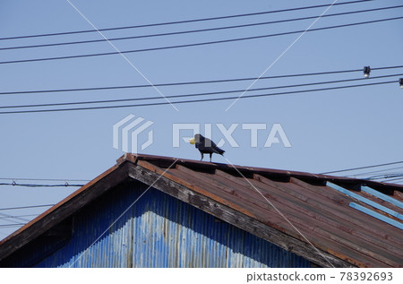 烏鴉在屋頂上 烏鴉在屋頂上 78392693