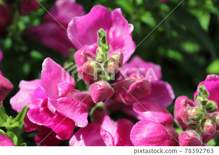 Delicate pink buds and flowers on a snapdragon Delicate pink buds and flowers on a snapdragon 78392763