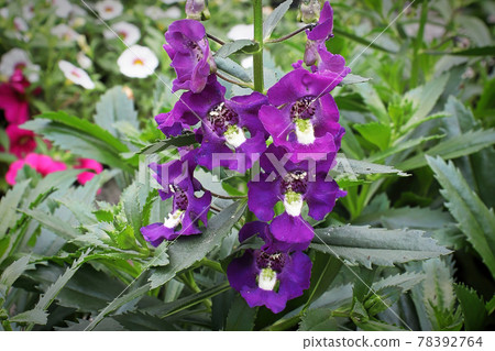 Purple and yellow snapdragon flowers on a stalk Purple and yellow snapdragon flowers on a stalk 78392764
