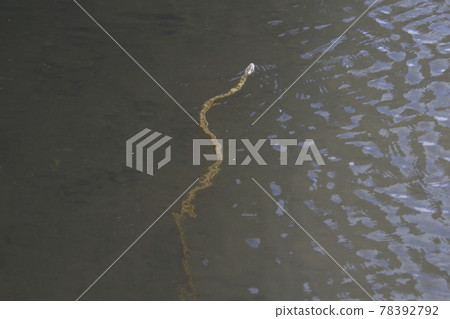 Swimming Aodaisho (in Tochigi Prefecture) 78392792