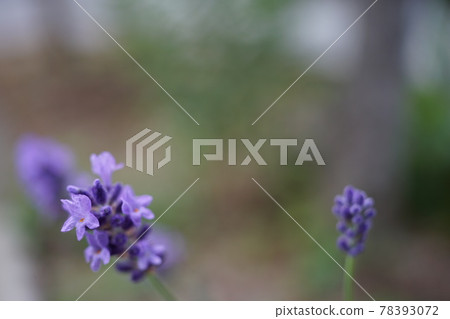 Copy space with flowers 78393072