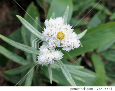 長野縣發現的高山植物白花 長野縣發現的高山植物白花 78393371