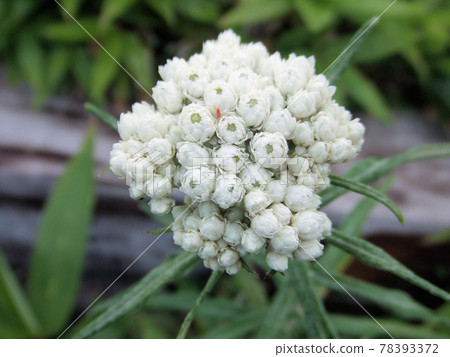 長野縣發現的高山植物白花 78393372