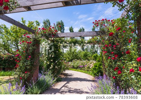 English pergola and roses in full bloom 78393608