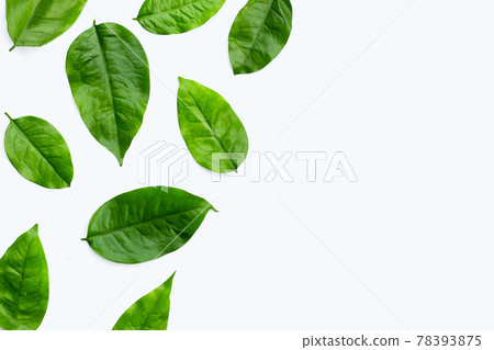 Baegu or Melinjo leaves on white background. Baegu or Melinjo leaves on white background. 78393875