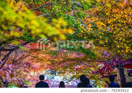 Kyoto Ohara Sanzenin Gate Autumn Leaves Tunnel 78393922