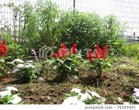 Red flowers of rubia, a symbol of summer Red flowers of rubia, a symbol of summer 78393985