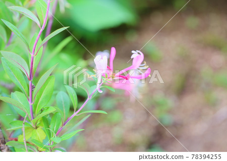 Honeysuckle Flower Honeysuckle Flower 78394255