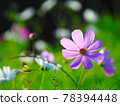 Cosmos in full bloom through the sunlight 78394448
