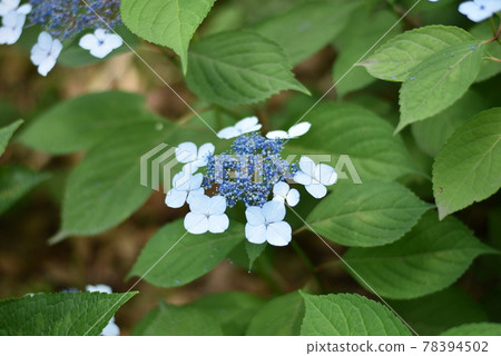 繡球花和雨季 78394502