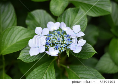 繡球花和雨季 78394503