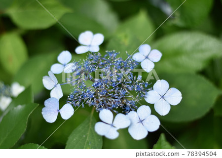 繡球花和雨季 繡球花和雨季 78394504