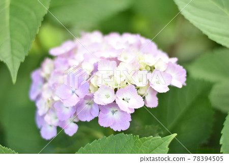 Hydrangea and rainy season Hydrangea and rainy season 78394505
