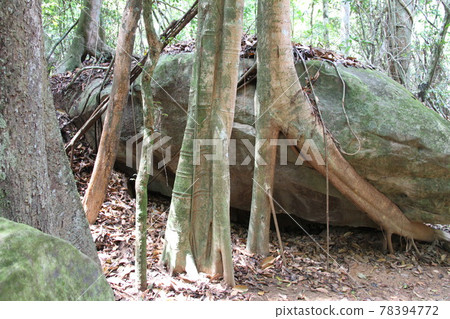 感受柬埔寨歷史文化的風景 感受柬埔寨歷史文化的風景 78394772