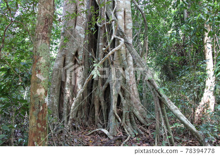 Scenery where you can feel the history and culture of Cambodia Scenery where you can feel the history and culture of Cambodia 78394778