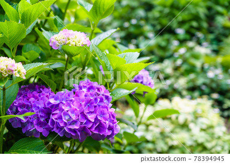 雨後的繡球花 78394945
