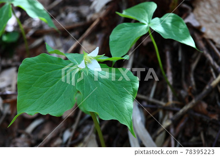 Miyama Enryso 78395223