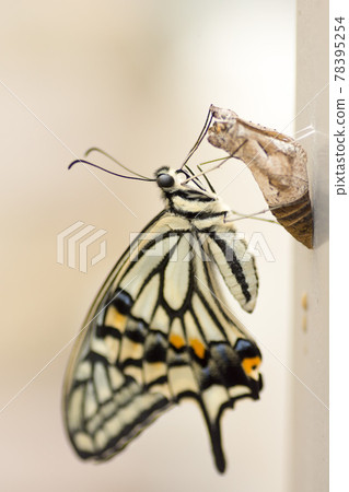 Pupae, a swallowtail butterfly that has just emerged 78395254
