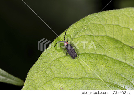 Oba firefly 78395262