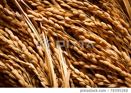 Rice, close-up material of rice ears 78395268