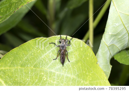 Sakigrome shikihiki Sakigrome shikihiki 78395295