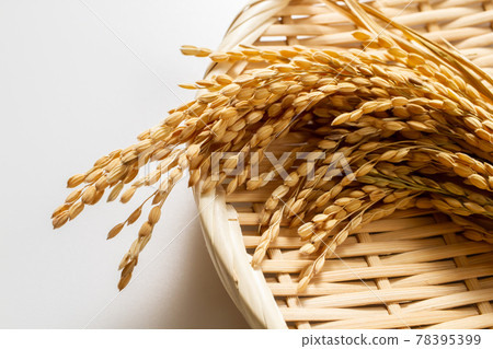稻穗米白色背景素材 稻穗米白色背景素材 78395399