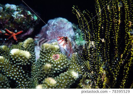 Sarasagonbe 78395529