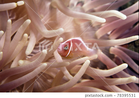 Clownfish and sea anemone 78395531