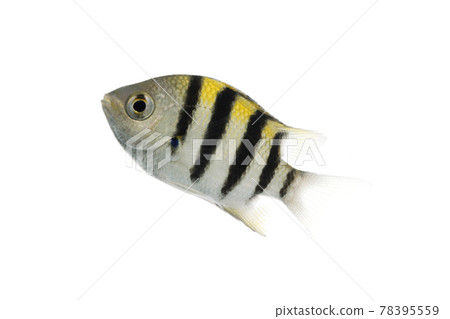 Oyabitcha fry white background 78395559