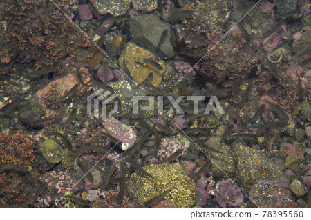 Juvenile blackfish 78395560