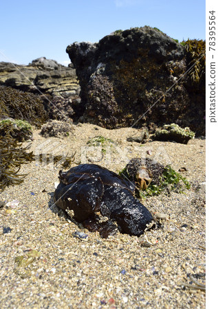 Left-behind Aplysia Amaxa Aplysia wide Left-behind Aplysia Amaxa Aplysia wide 78395564