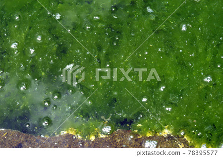 Seaweed that produces oxygen, sea lettuce 78395577