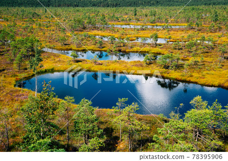 View of Kemeri National Park swamp in Latvia View of Kemeri National Park swamp in Latvia 78395906