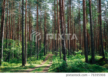 Kemeri National Park green forest in Latvia Kemeri National Park green forest in Latvia 78395908