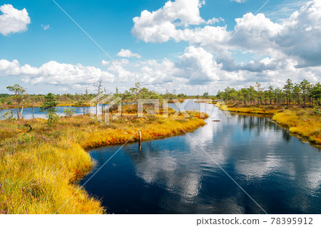 Kemeri National Park swamp in Latvia Kemeri National Park swamp in Latvia 78395912
