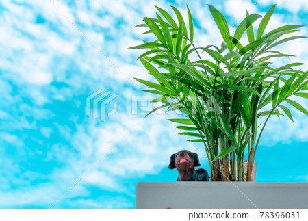 Table palm and dog 78396031