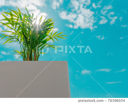 Table palm and blue sky Table palm and blue sky 78396034