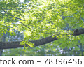 Blue maple-002 78396456