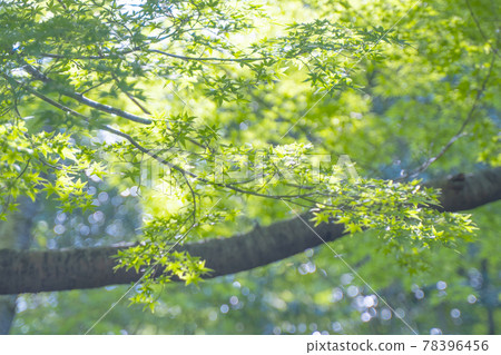 藍楓-002 78396456