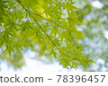Blue maple-002 78396457