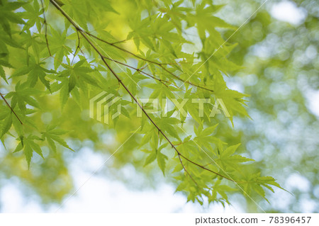 Blue maple-002 Blue maple-002 78396457
